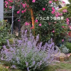 ④ネペタシックスビルズジャイアンツ　ネコポス発送