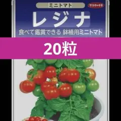 野菜　ミニトマト　レジナ　種　支柱不要　室内栽培可能　‼️20粒‼️ タネのサムネイル