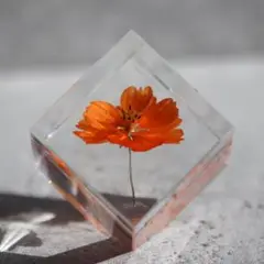 キバナコスモスの植物標本(5cm角）