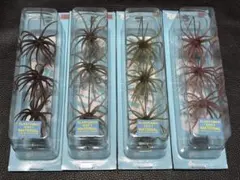 旧コイケ　新品セット 旧コイケ/HIDEUP | TRIBE NETSTORE