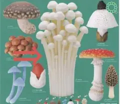 ネイチャーテクニカラー　エノキタケ キノコソフトマスコット ガチャ