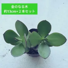 2026年最新】金のなる木 植物の人気アイテム - メルカリ