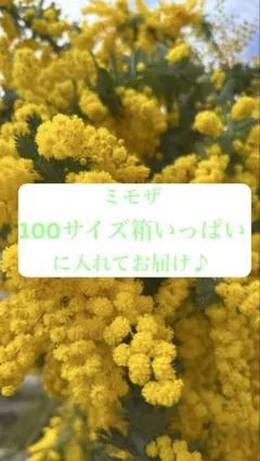 ミモザ　フレッシュ　100サイズ箱いっぱい