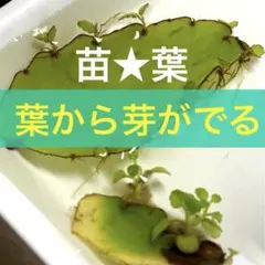 うぃっぴー様 リクエスト 3点 まとめ商品