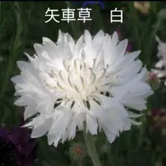 みーちゃん様 リクエスト 3点 まとめ商品