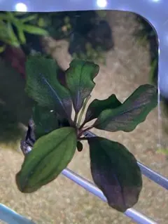 コジコジくん様専用。