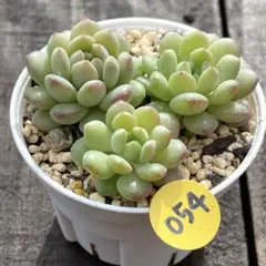 速達発送❗️くり❤️様 リクエスト 2点 まとめ商品