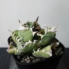 2026年最新】魔丸 アガベの人気アイテム - メルカリ