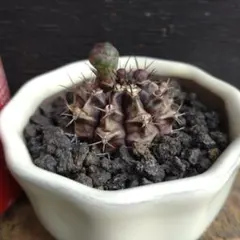 ギムノカリキウム　牡丹玉　陶器鉢植えのサムネイル