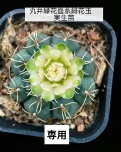 2026年最新】緋花玉 サボテンの人気アイテム - メルカリ