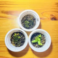 ビカクシダ3種　観葉植物　胞子培養のサムネイル