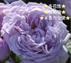 ⭐️購入前必ずコメント下さい 四季咲きバラ苗 木立性 紫 - メルカリ
