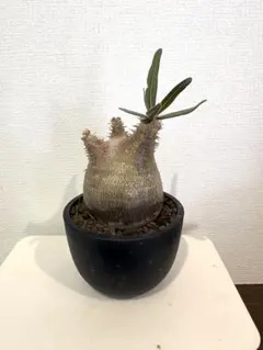 養生中】パキポディウム グラキリス 発根済み 良型 抜き苗 第四種発送