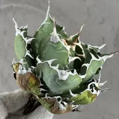 2026年最新】アガベ 白鯨 大株の人気アイテム - メルカリ