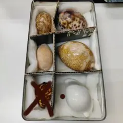 標本　貝殻　5個