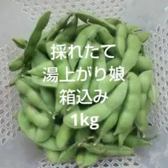 6/27収穫】枝豆 1kg A品 朝採り 当日発送 新潟系14号 農家直送 - メルカリ
