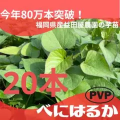 べにはるか 25本 新鮮さつまいも苗 無農薬 - メルカリ