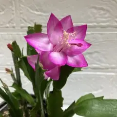 ガグー様 リクエスト 2点 まとめ商品