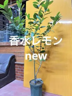 2026年最新】パキスタンレモン 苗の人気アイテム - メルカリ