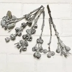 ドライフラワー ユーカリテトラゴナ 6本