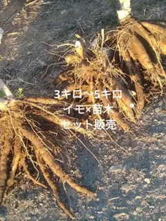 2025年最新】キャッサバ 苗の人気アイテム - メルカリ