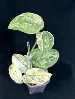 ガーコ様 リクエスト 2点 まとめ商品