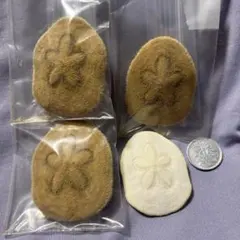 No721 タマゴウニ 棘皮動物 ウニ コレクション No721 タマゴウニ 棘皮動物 ウニ コレクション - メルカリ