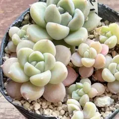 ꕤclara*様 リクエスト 10点 まとめ商品