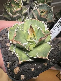引退☆アガベ チタノタ ハイブリッド 赤猫xFO-076 希少 子株未発根