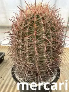 2026年最新】鯱頭の人気アイテム - メルカリ