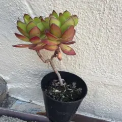 多肉植物 天狗の舞錦 - メルカリ