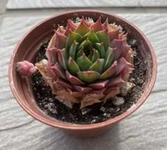 フーサリー  みなこ様 リクエスト 2点 まとめ商品