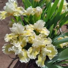 ミニジャーマンアイリス球根　黄色系３芽１株⑰＋ピンク２芽１株のサムネイル