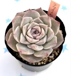 せつぶんそう様 リクエスト 3点 まとめ商品