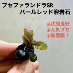 ◇特◇ブセファランドラSP.スペシャルNo.7溶岩石 デナリー #ブセさかな