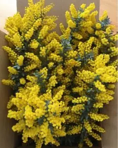 m_flower様専用　ミモザ　フレッシュ　生花　100サイズ　保水有り　カット