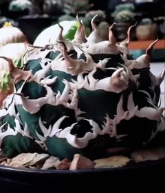 D73 特選子株 台湾輸入 アガベ チタノタ 海王 上品 極上絶狂棘 多肉植物