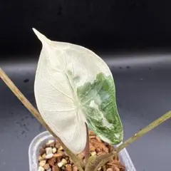 格安 アロカシア スティングレイ オーレア アロカシア スティングレイ オーレア