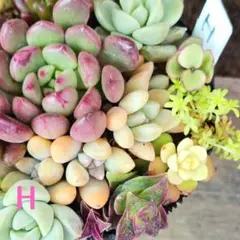＊H＊ピンクルルビー　多肉植物 セダム 寄植え　細葉黄金万年草 抜き苗　カット