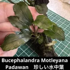 2025年最新】ブセファランドラ モトレイアーナの人気アイテム - メルカリ