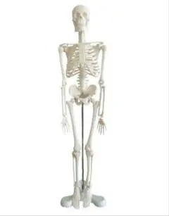 人体骨格模型 45cm 1/4モデル 肩関節が自由に動かせるのサムネイル