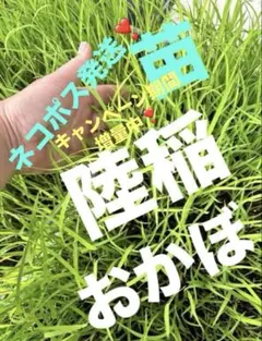 2026年最新】陸稲の人気アイテム - メルカリ