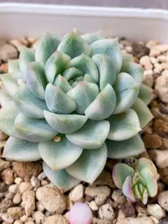 ローラ錦 黄色覆輪 抜き苗 7CM容器 多肉植物 エケベリア - メルカリ