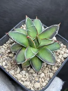 2026年最新】ピンキー アガベの人気アイテム - メルカリ