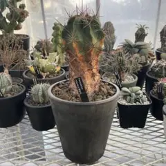 小太郎様 リクエスト 2点 まとめ商品