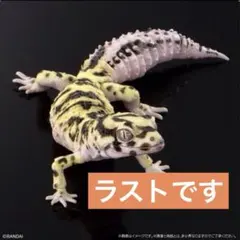 いきもの大図鑑アドバンス レオパードゲッコー バンディット