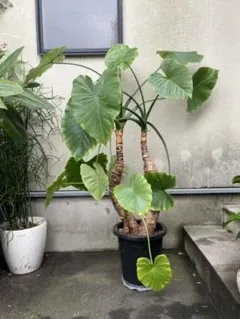 観葉植物 アロカシアハートいも 8寸 高さ105㎝ 希少 クワズイモ - メルカリ