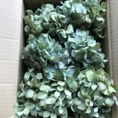 アジサイ ドライフラワー 青緑〜緑青〜黄〜紫〜水青 大中ブーケ 茎有5