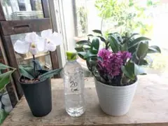 ❀あ様専用です❀