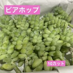 ビアホップ10カット 多肉植物　寄せ植え　ハンキングのサムネイル